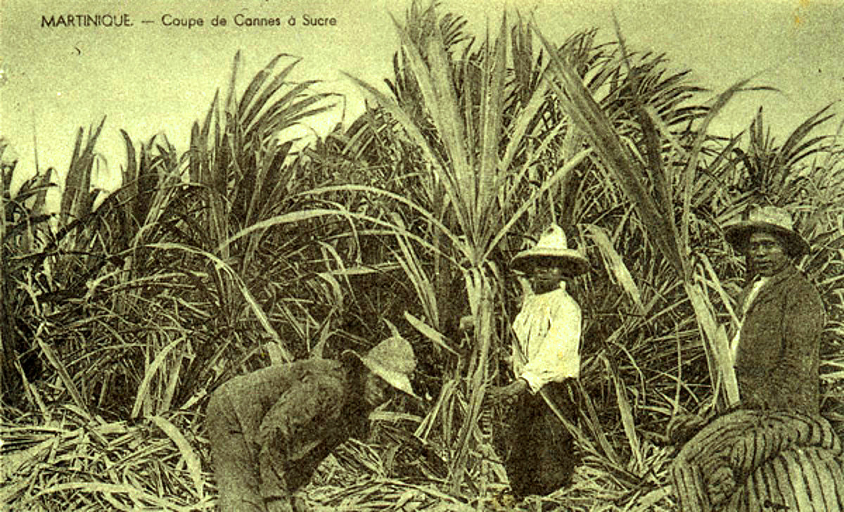 la martinique et la canne a sucre