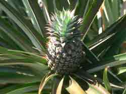 ananas